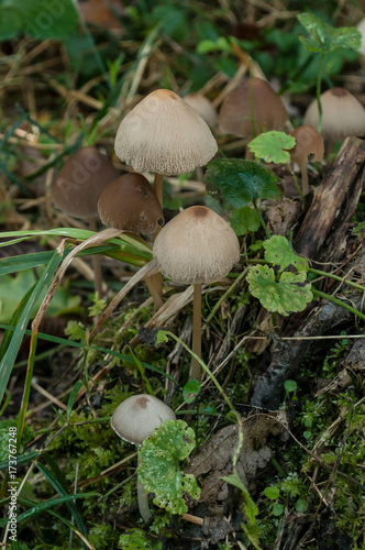détail champignons en forêt 