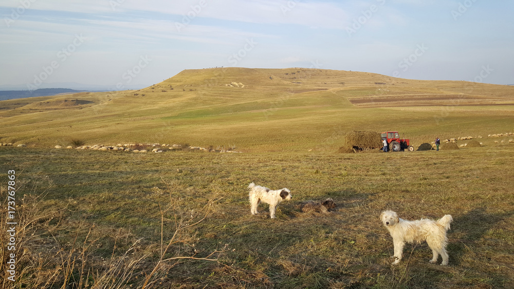 Obraz premium Farmers at work in Romania