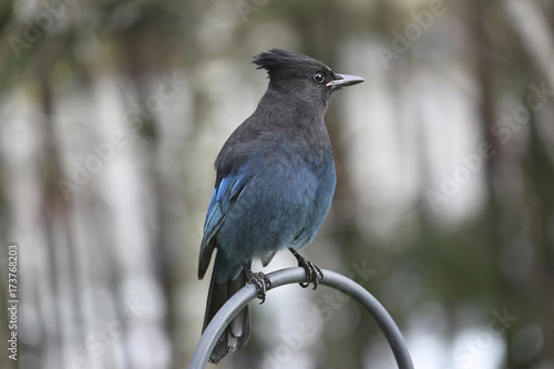 Steller's Jay