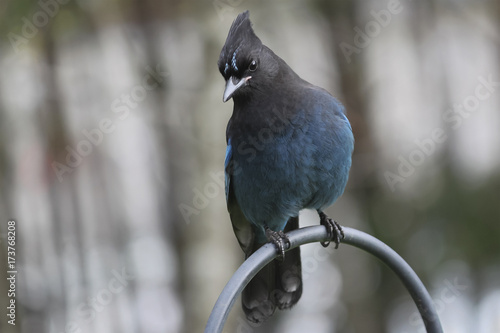 Steller's Jay