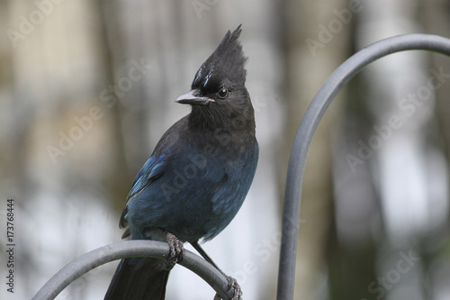 Steller's Jay