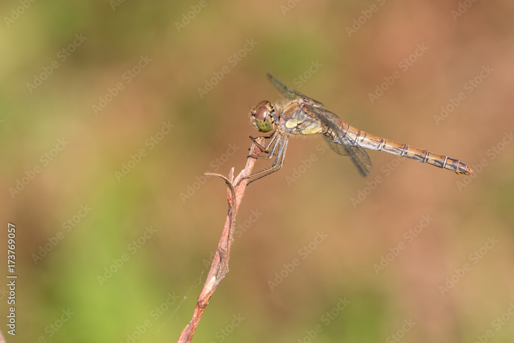 Common darter female - Sympetrum striolatum Common darter female - Sympetrum striolatum