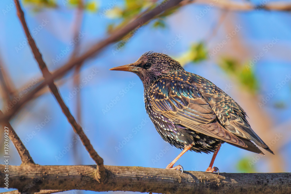 Last sunny weekend in the South Park, Sofia - Common starling Sturnus vulgaris Last sunny weekend in the South Park, Sofia - Common starling Sturnus vulgaris