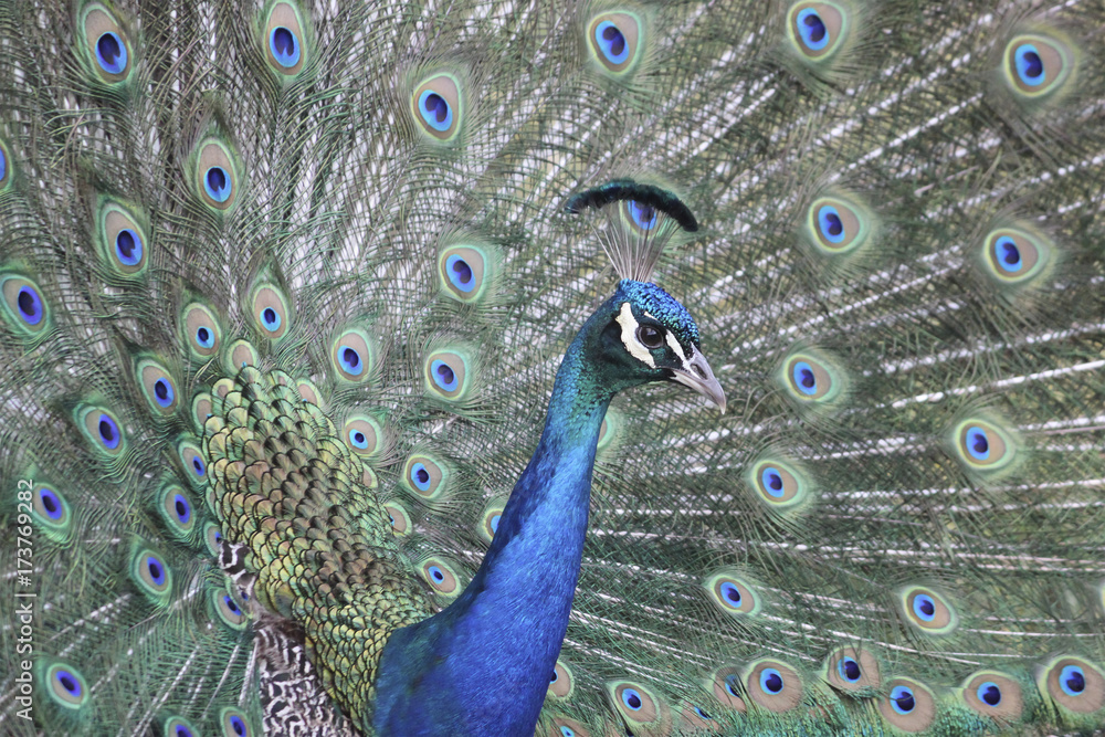 Obraz premium Peacock with Feathers Up