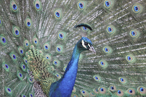 Peacock with Feathers Up