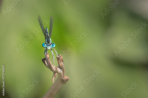 Male Blue featherleg - Platycnemis pennipes photo