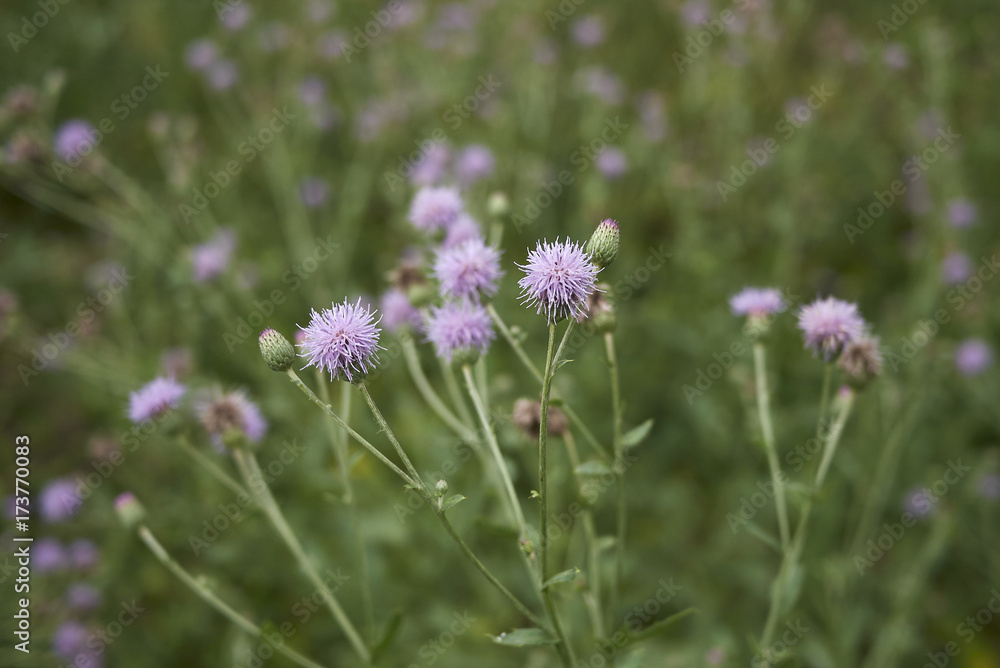 Cirsium arvense