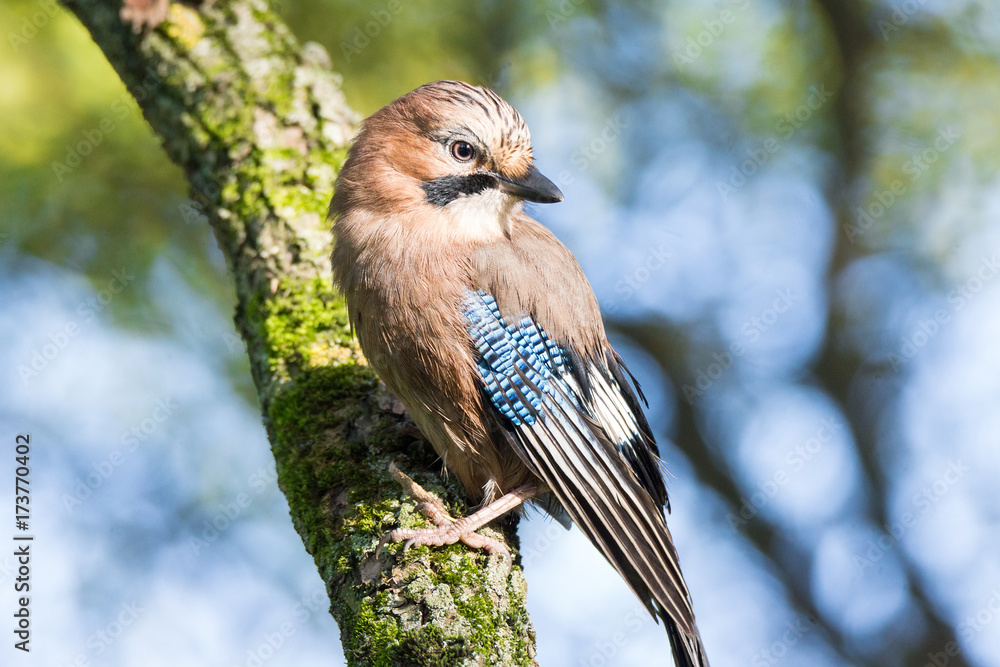 Garrulus glandarius on a branch Garrulus glandarius on a branch