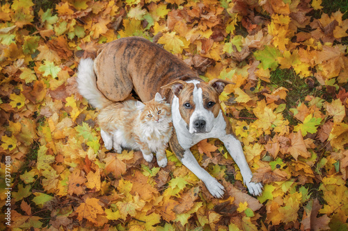 Cat and dog lying on the leaves in autumn