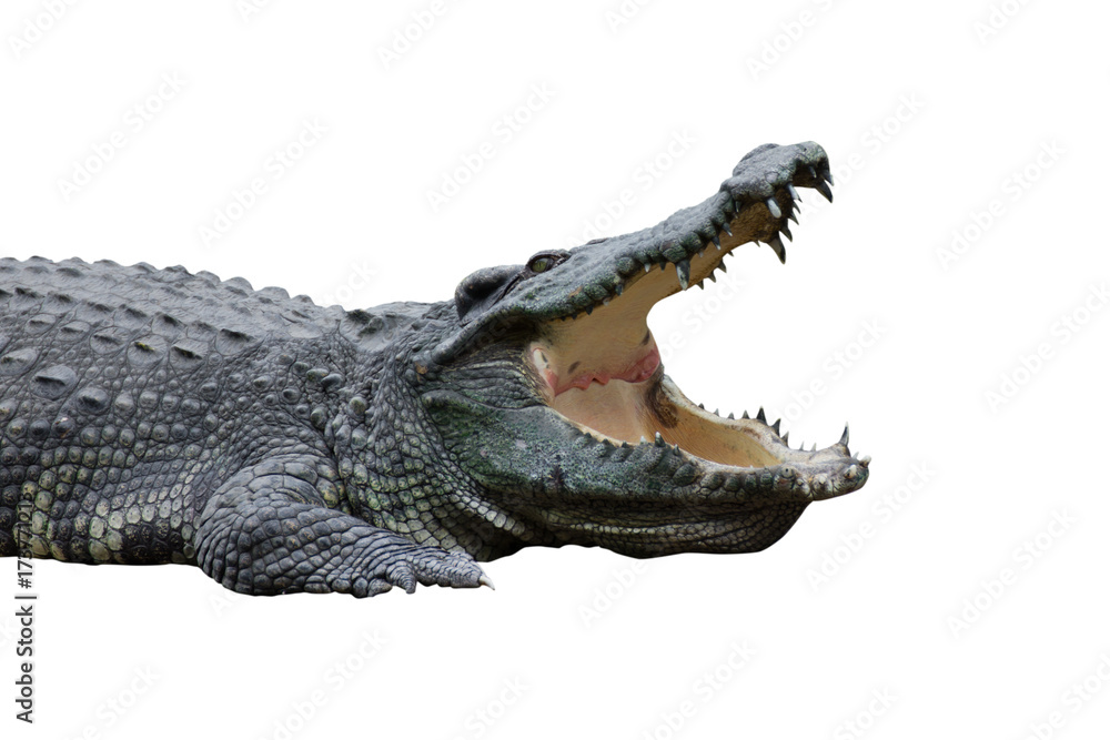 Fototapeta premium crocodile isolated on white background