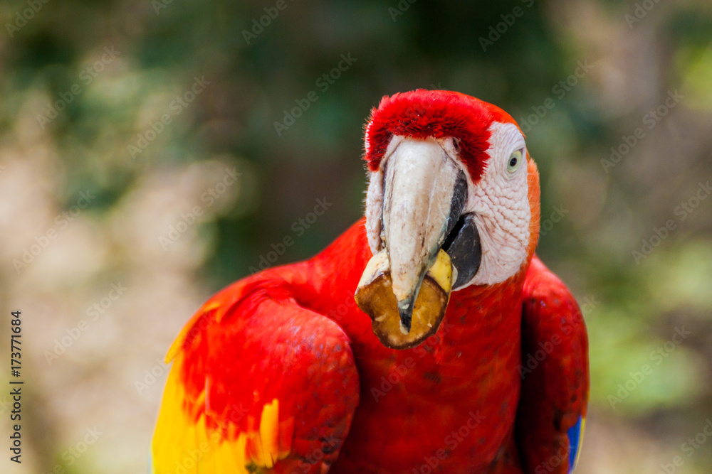 Scarlet macaw (Ara macao), national bird of Hinduras, eats at feeder near the archaeological park Copan, Honduras