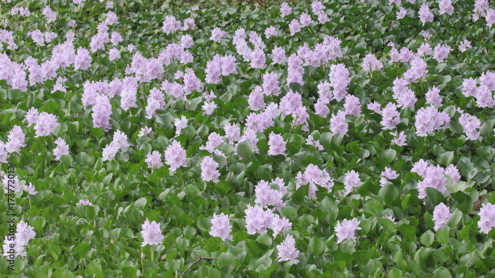 Naklejka premium hyacinth flower wild water plant blue purple white gren color leaves pond river beautiful landscape group single majestic pure natural moss environment
