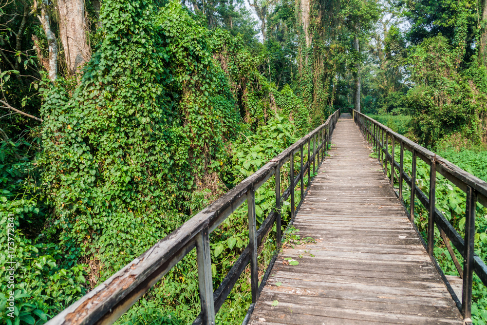 Boardwalk in eco-archaeological park Los Naranjos, Honduras Boardwalk in eco-archaeological park Los Naranjos, Honduras
