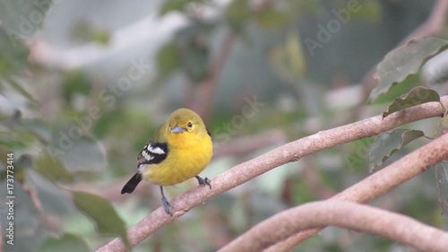 bird yellow black color little simple photo sitting on a branch of tree background