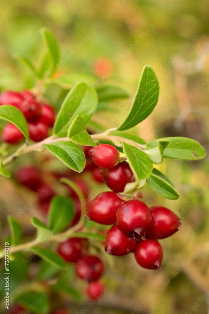 Obraz premium Cranberry fruit