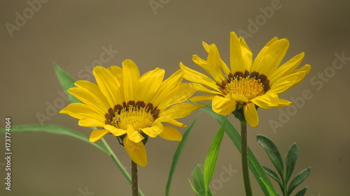 yellow gazenia flower beautiful green leaves with grey background garden