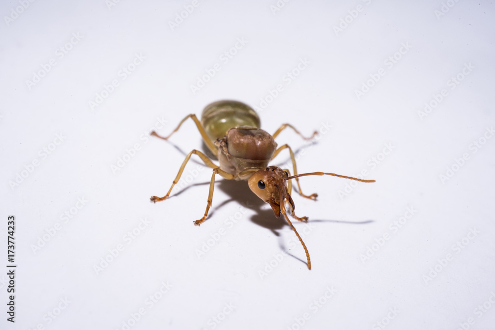 the isolated picture of weaver ant queen. the isolated picture of weaver ant queen.