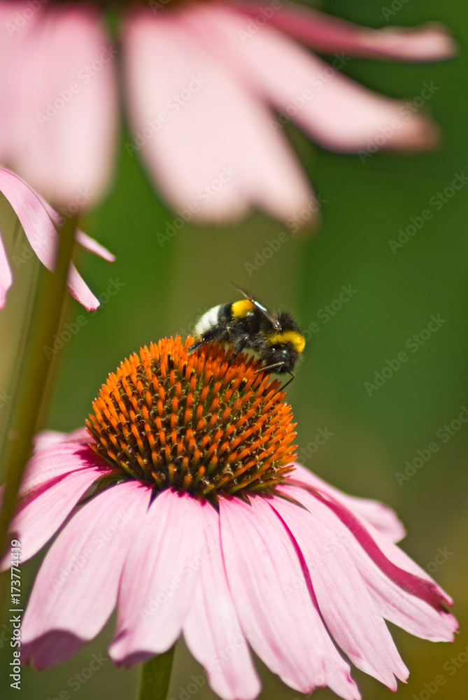 Bumblebee on a flower in a garden close up Bumblebee on a flower in a garden close up