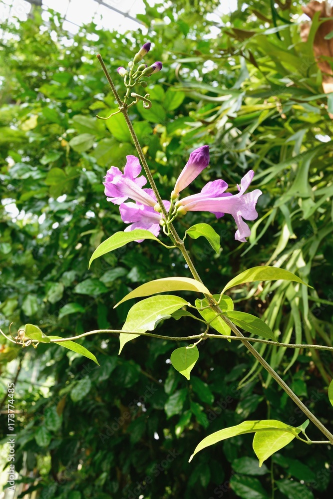 ニンニクカズラ ガーリックバイン 薄紫の花 ニンニクカズラ ガーリックバイン 薄紫の花