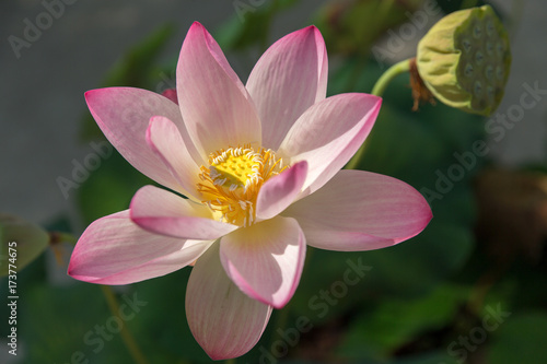 Lotus flower