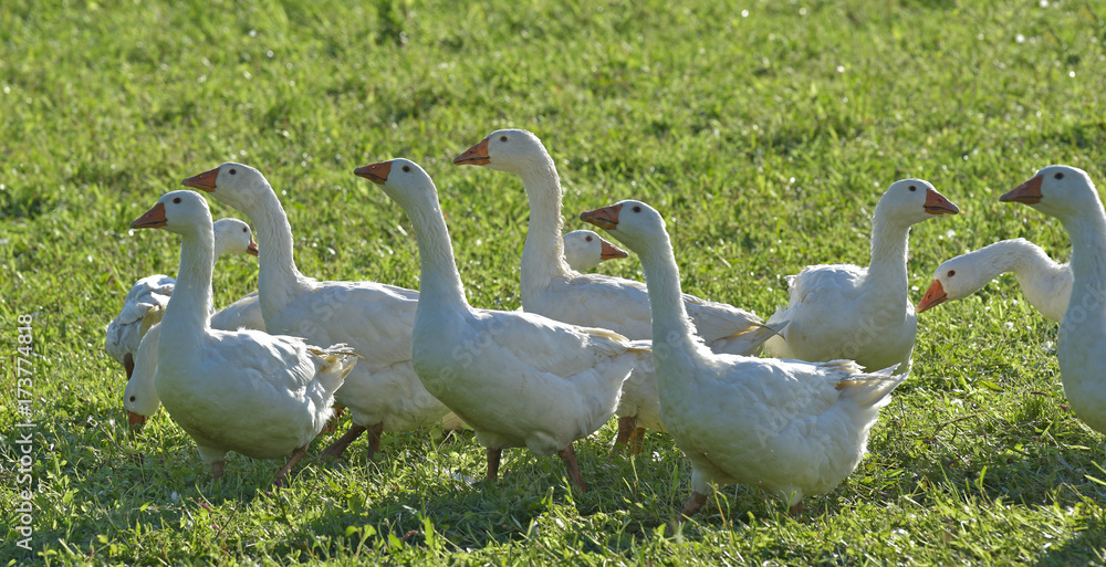 Obraz premium Gänse