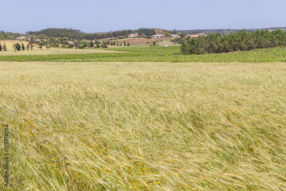 Wheat and grape plantation in potuguese farms Wheat and grape plantation in potuguese farms