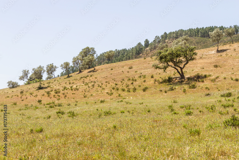 Fototapeta premium Sobreiro tree with shadow in a portuguese farm