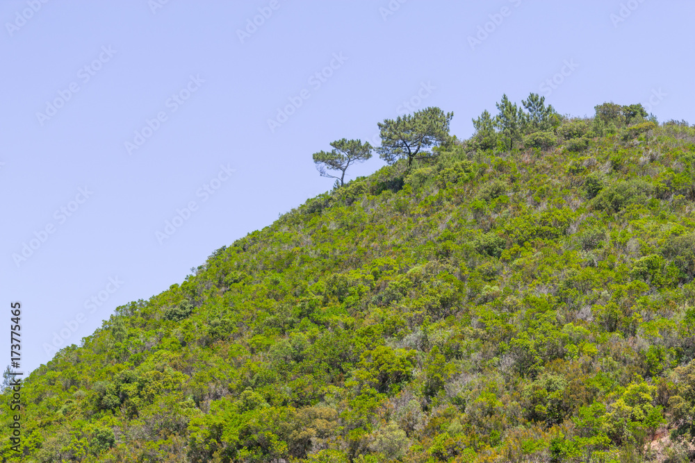 Sobreiro tree and vegetation in a mountain Sobreiro tree and vegetation in a mountain