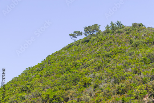 Sobreiro tree and vegetation in a mountain