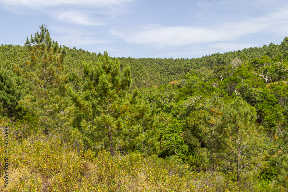 Pine forest and vegetation