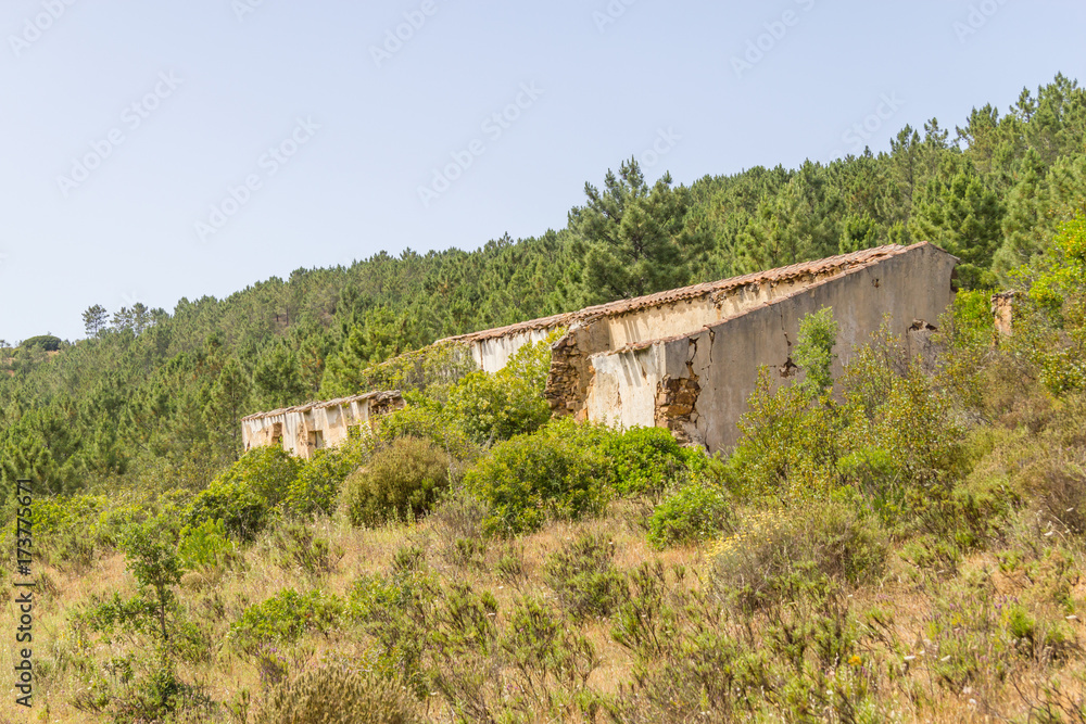 Abandoned house, Pine forest and vegetation Abandoned house, Pine forest and vegetation