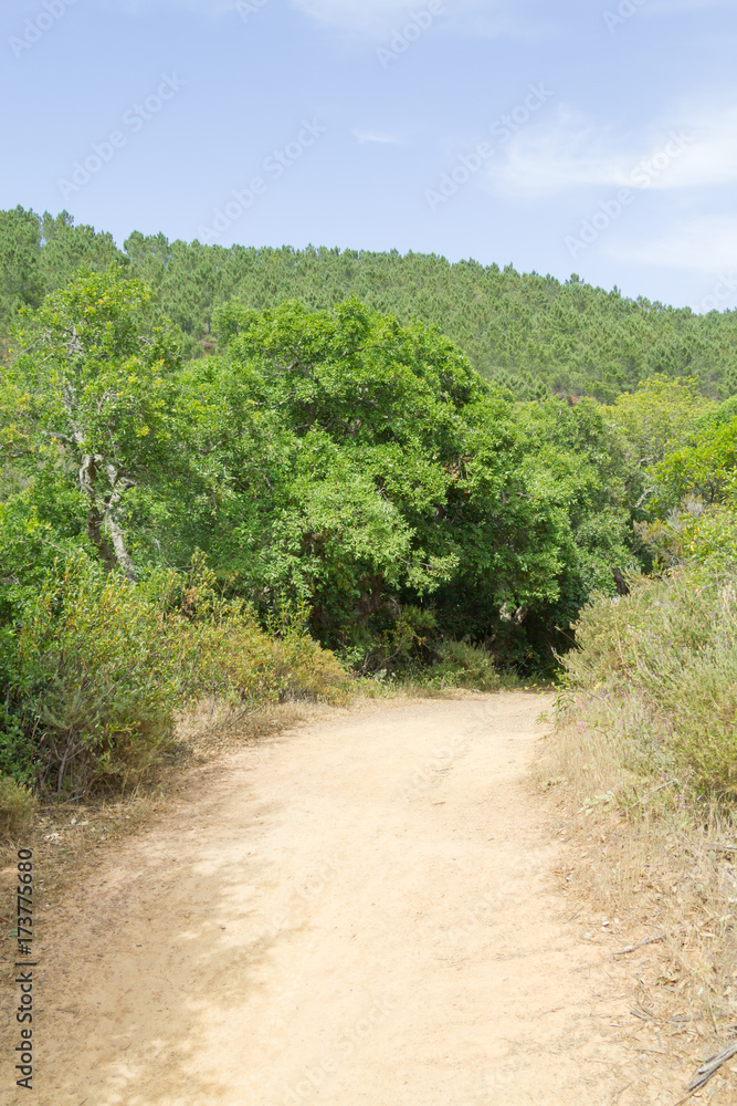 Trail in a mountain with forest and vegetation Trail in a mountain with forest and vegetation