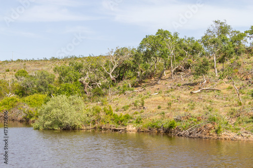 Lake  Sobreiro trees and vegetation in a farm