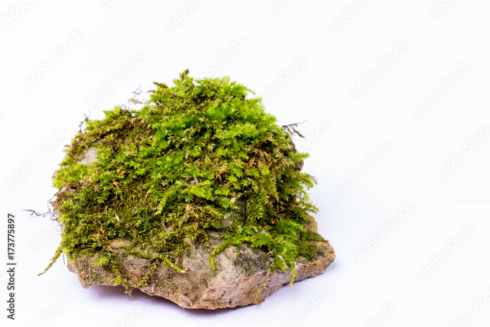 Green moss macro Green moss macro