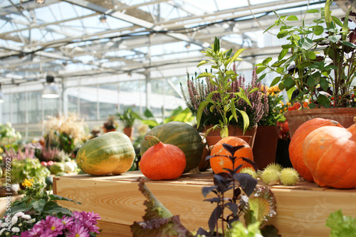 The festival of flowers, harvest and art 