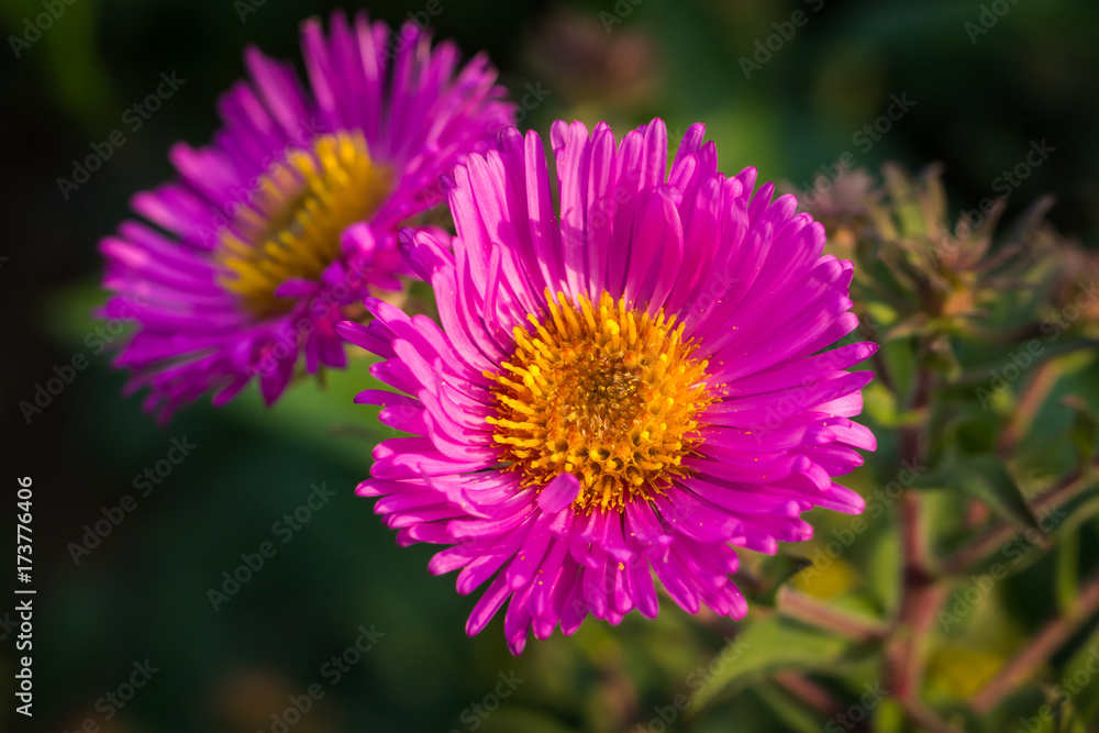 Obraz premium aster du jardin