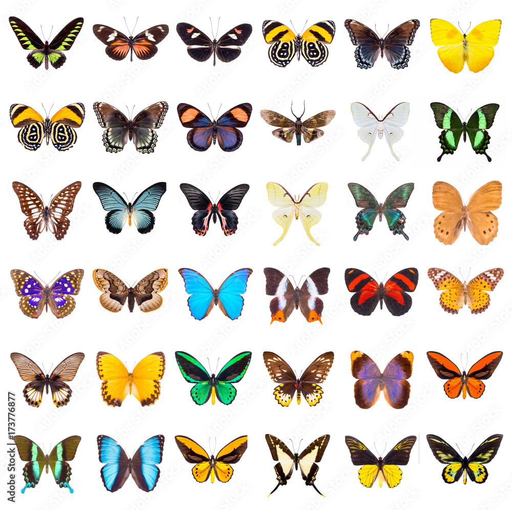 Obraz premium Zestaw pięknych i kolorowych motyli na białym tle.
