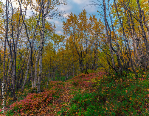 Autumn landscape.Bright and colorful autumn forest