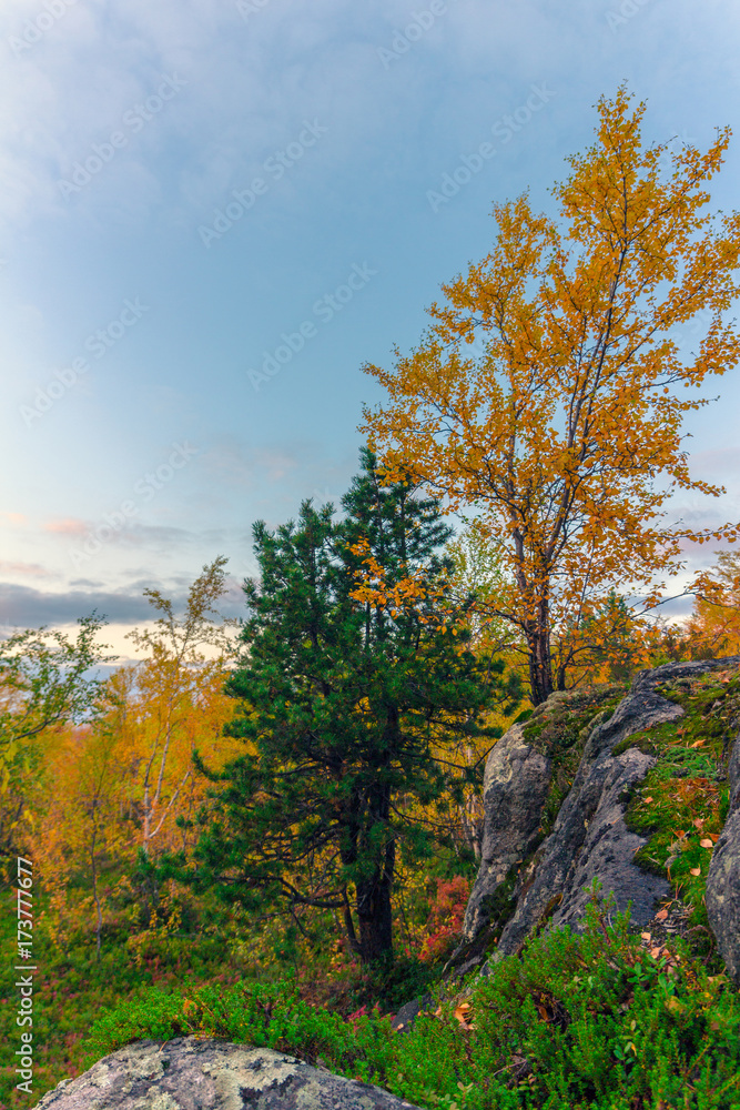 Autumn landscape.Trees grow on the rocks in the autumn tundra