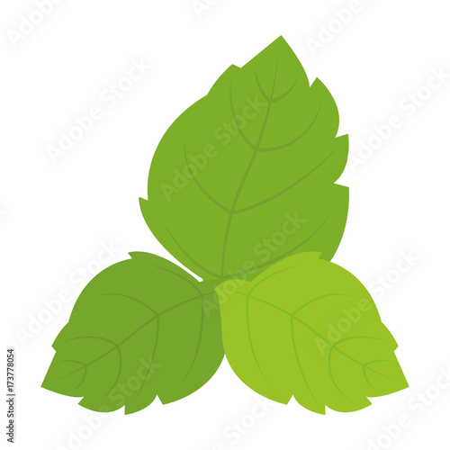 group of leaves