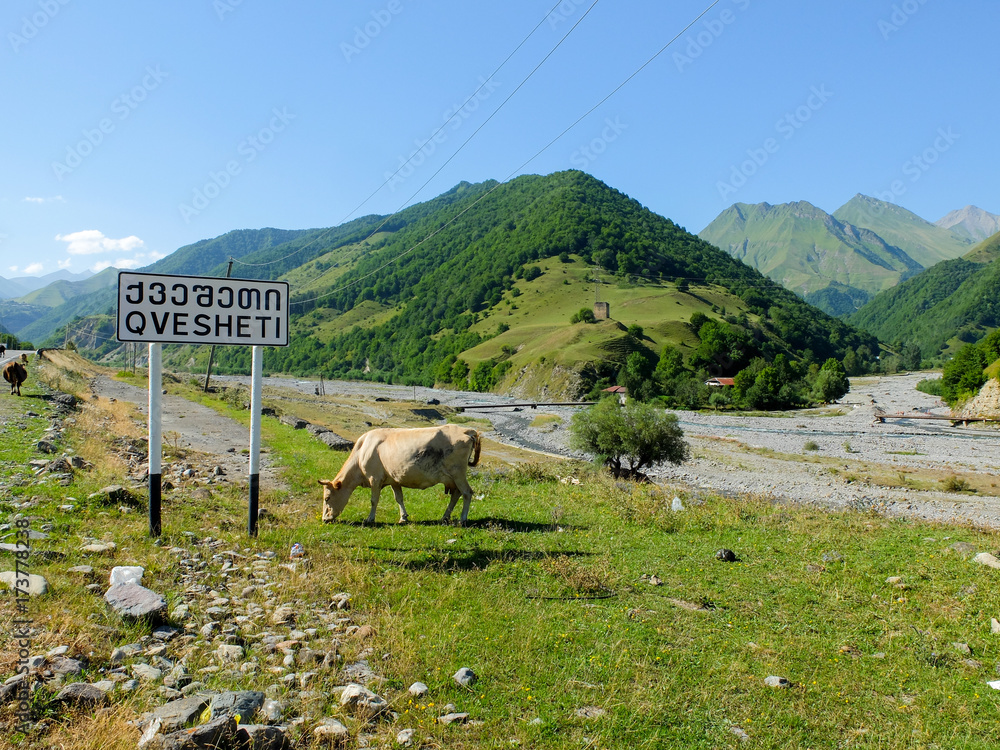 Fototapeta premium Cow in the Mountains - Caucasus (Georgia)