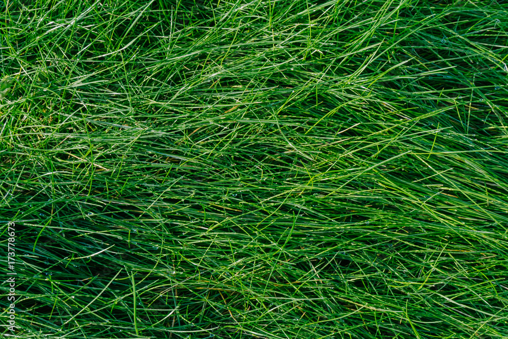 Beach of Fresh Green Grass Background Beach of Fresh Green Grass Background