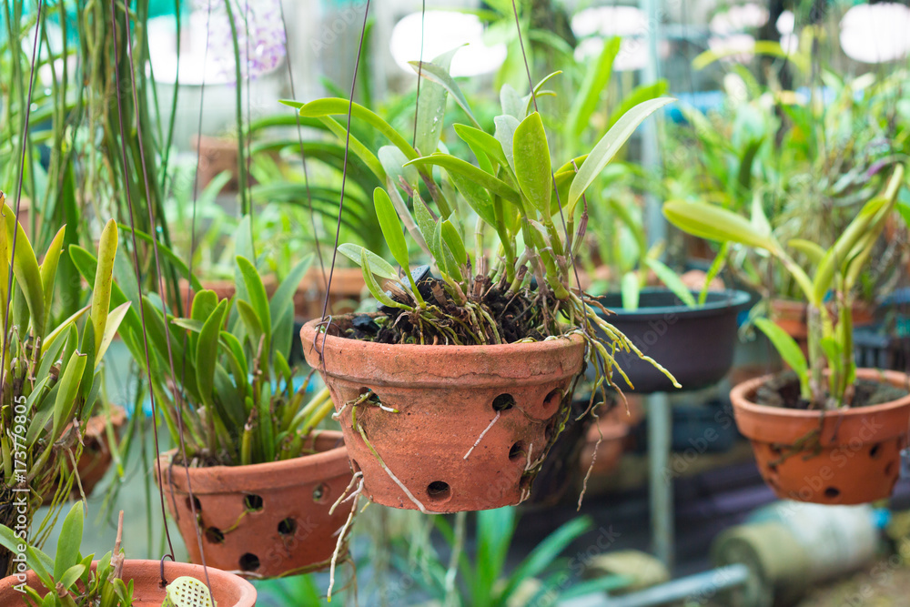 orchid flowers with leaves in flower garden