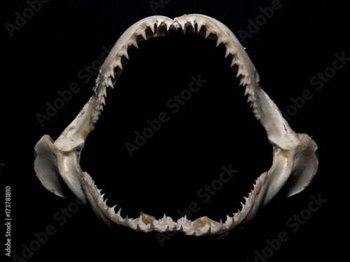 Lemon Shark Jaw Isolated