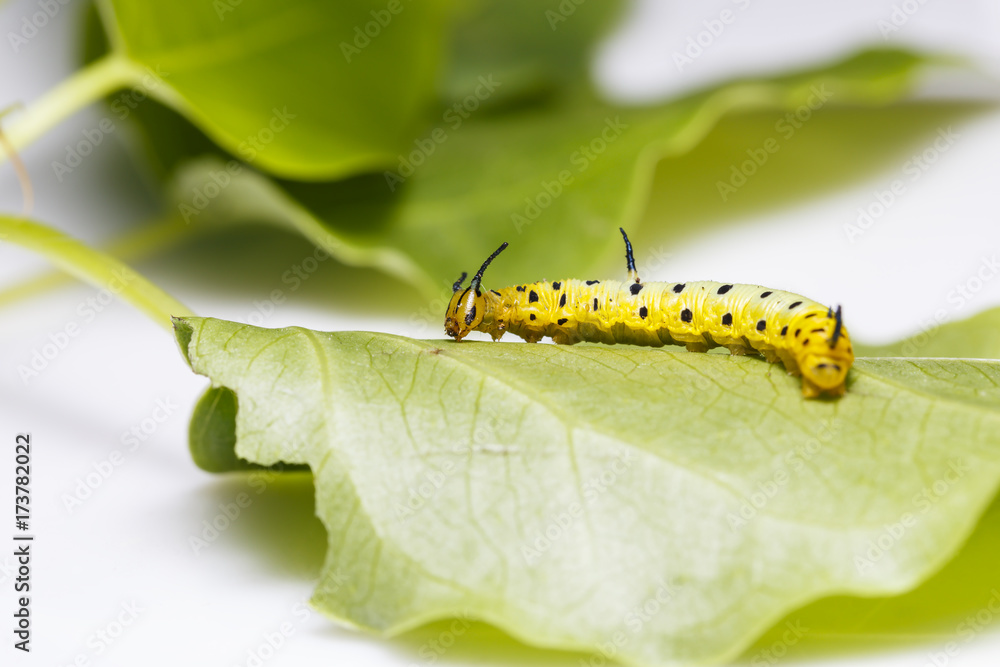 Caterpillar of common maplet butterfly hanging on leaf of host plant Caterpillar of common maplet butterfly hanging on leaf of host plant
