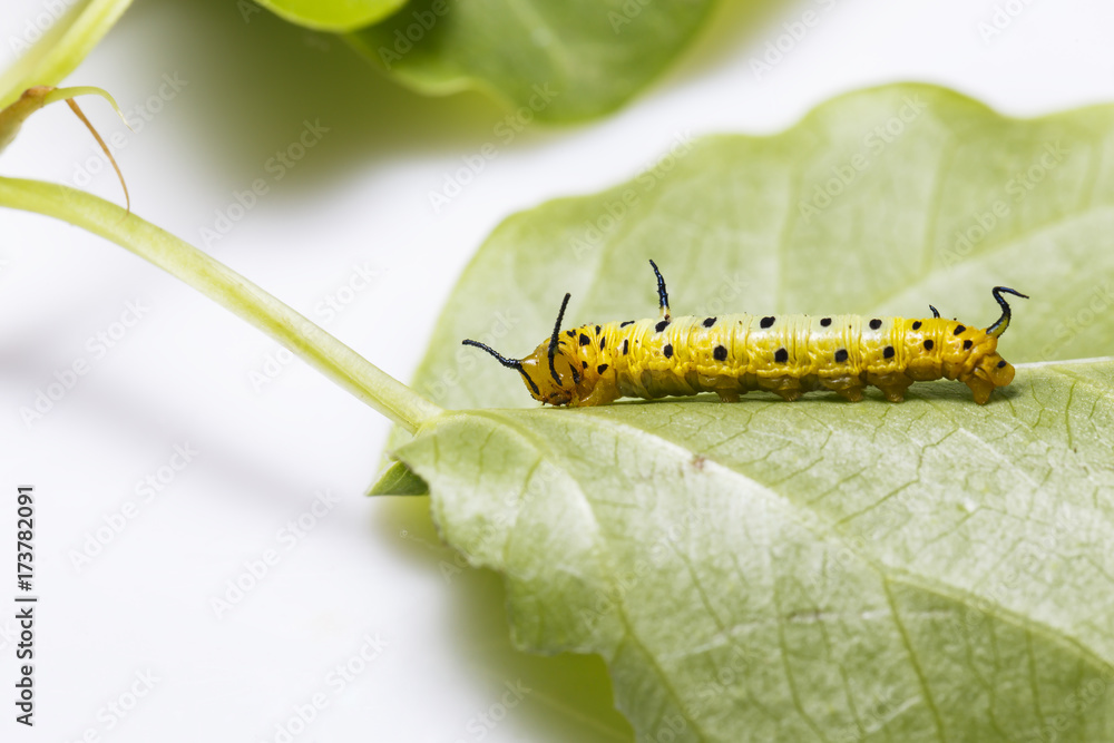 Caterpillar of common maplet butterfly hanging on leaf of host plant