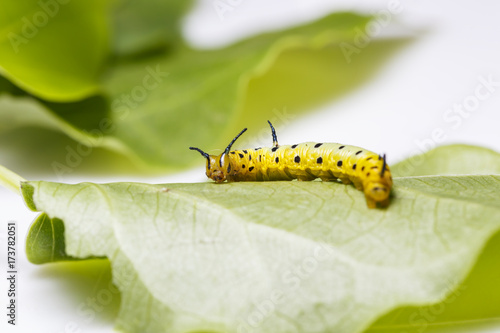 Caterpillar of common maplet butterfly hanging on leaf of host plant photo