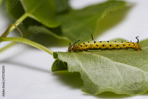 Caterpillar of common maplet butterfly hanging on leaf of host plant photo