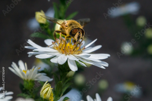 blossom white flower with bee in the garden in springtime summer with sun shine © Oleg_Yakovlev