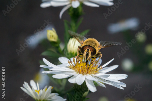 blossom white flower with bee in the garden in springtime summer with sun shine